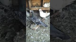 pigeon bird shortvideo pigeonbird kabutar 🐦🐦 trendingshorts 👀 [upl. by Aratahs826]