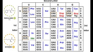 The Genetic Code [upl. by Ettenot659]