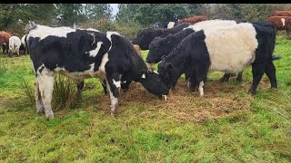 outwintering cattle in Ireland 2024 irishfarm cow shorthorn regenerativefarm [upl. by Lairea]