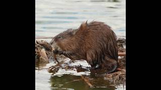 Muskrat  good snack [upl. by Niela]