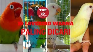 TERNYATA INI 10 LOVEBIRD WARNA PALING DICARI [upl. by Cynthy]