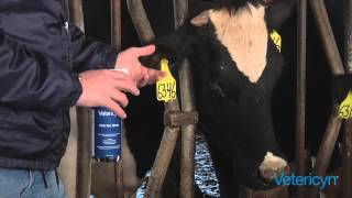 How To Use Vetericyn Pink Eye Spray on Bovine [upl. by Ches]