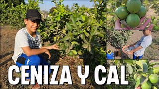 Como cosechar CIENTOS DE LIMONES en árboles pequeño usando Lejia y Melaza [upl. by Vastah357]