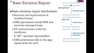 166Mismatch amp Base Excision Repair [upl. by Cherrita99]