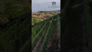 Vinory Barolo Bricco San Pietro Vineyard [upl. by Ahsekam]