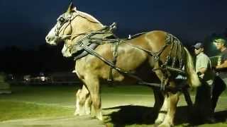 Horse Pulling at Kinmount Fair Draft Horse Competition [upl. by Robyn]