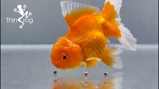 Quarantine New Oranda Goldfish [upl. by Chee833]