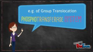 Group Translocation The Phosphotransferase System [upl. by Rossner]