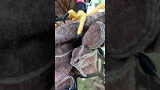 YOUNG PEREGRINE FALCON TALONS [upl. by Larkins]