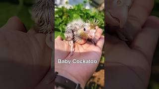 Cockatoo Baby shorts parrot birds cockatiel cockatoo youtubeshorts trending viral [upl. by Eceirtal]