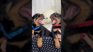 🦁rottweilerpuppy [upl. by Zennas138]