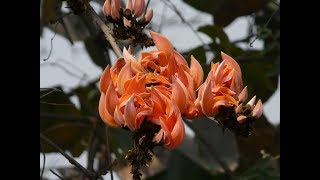 Amazing and Most Beautiful Palash Flowers  Butea monosperma [upl. by Ragan]