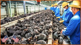 How Are Millions Of Rats Processed In A Factory In The British   Rat Processing Factory [upl. by Nick864]