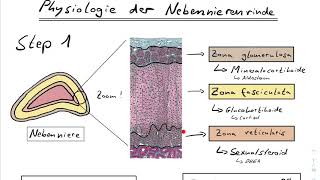 Nebennierenrinde  Glucocorticoide Mineralocorticoide  Synthese Regulation Wirkung  Physiologie [upl. by Salohcin]