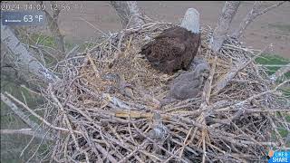 Marching On amp Eyeing Sticks  Kansas Bald Eagles Ellie Harvey Wichita amp Cheyenne 49 [upl. by Enyrb]