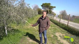 Videotutorial III La potatura dellolivo in campo  Vaso Monoconico [upl. by Trout]