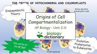 Origins of Cell Compartmentalization The Endosymbiotic Theory  AP Biology 211 [upl. by Efar]