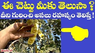 ఈ చెట్టు మీకు తెలుసా  దీని గురించి తెలిస్తే  Medicinal Uses of Albizia lebbeck in telugu [upl. by Yecart124]