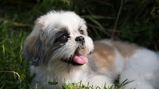 Are there specific training methods recommended for Shih Tzus [upl. by Crist]