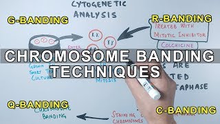 Chromosome Banding Techniques [upl. by Malarkey]