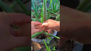 Aloe vera care tips Easy and doesnt take much time shorts [upl. by Mannos215]