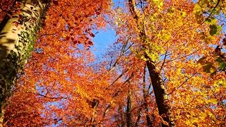 Autumn colors in Switzerland 4k fall 2015 [upl. by Malissa]