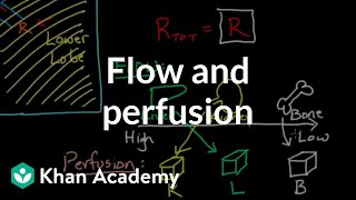 Flow and perfusion  Circulatory system physiology  NCLEXRN  Khan Academy [upl. by Bluhm]