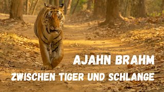 Zwischen Tiger und Schlange  buddhistische Kurzgeschichte von Ajahn Brahm [upl. by Haidebez]