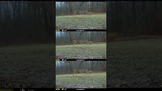 A doe fawn was likely receptive and multiple bucks were close by [upl. by Bierman609]