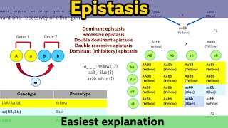 Epistasis  Types  Easiest and detailed explanation  Clear your doubt [upl. by Peursem]