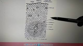 Vd2 External Morphology of Gnetum [upl. by Zarihs675]