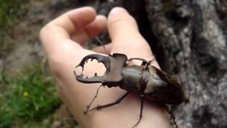 Lucanus maculifemoratus maculifemoratus  Stag Beetle  Hirschkäfer [upl. by Ygiaf9]