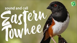 Eastern Towhee Bird Sound Call Sound and Song [upl. by Aneerak]