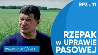 Rzepak w UPRAWIE PASOWEJ 2021  Wiesław Gryn  RPZ [upl. by Zelig]