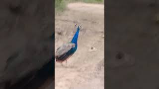 October 27 2024 Beautiful peacock in village [upl. by Paolina]