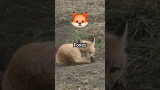 Foxes in Your Garden A British Tale uk fox foxes wildlife animals cute [upl. by Lochner]