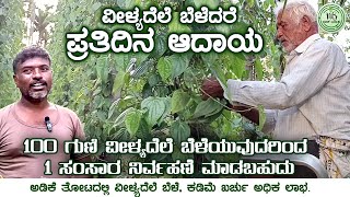 Betel Leaves  Organic Betel Leaves  ವೀಳ್ಯದೆಲೆ ಬೆಳೆ ವೀಳ್ಯದೆಲೆ ಬೆಳೆದರೆ ಪ್ರತಿದಿನ ಆದಾಯ NamBaduku [upl. by Ynnattirb]