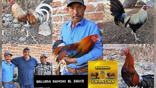 GALLERA RANCHO EL SAUCE DE DON HORACIO [upl. by Naujal]