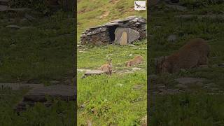 A Brown Goral from the Himalayas of Uttarakhand [upl. by Aittam]