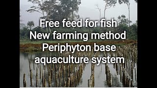 Fish farming by free feed  periphyton base aquaculture system [upl. by Novyat]