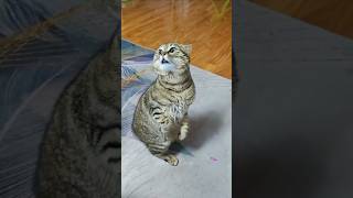 Cat scolding 😺 cat funny comicalpets laughoutloudpets pets funnycats laughingpets cute [upl. by Melentha]