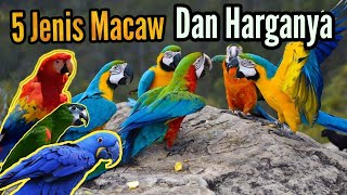 5 Jenis Burung Macaw Dan Harganya [upl. by Mayda]