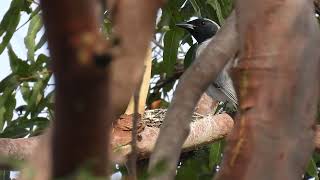 Blackfaced Cuckooshrike Hervey Bay Qld [upl. by Hplar]