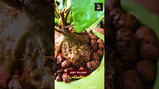 Ant Plant  Home gardening  Indoor Plants  Horticulture  Floriculture  Garden Plants  Florist [upl. by Dorca]