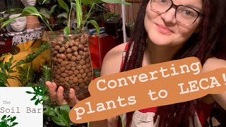 Converting Monstera Adansonii to Leca thesoilbar [upl. by Bathilda]