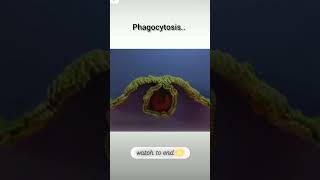 phagocytosis 👉👉👉😱😱😱trending trendingshorts [upl. by Pallaton713]