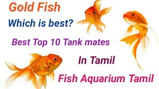 Top 10 Best Tank mates of Gold Fish தங்க மீன் கூட சேர்த்து விடகூடிய மீன் எது   Fish Aquarium Tamil [upl. by Rois50]