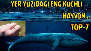 DUNYODAGI ENG KUCHLI 7 TA HAYVON  ДУНЁДАГИ ЭНГ КУЧЛИ 7 ТА ҲАЙВОН [upl. by Ttayw]