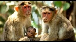 quot43 Monkeys Escape South Carolina Research Facility  Rhesus Macaque Search in Beaufort Countyquot [upl. by Annazus]