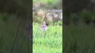 Wulp  Eurasian Curlew shorts birds [upl. by Tolliver816]